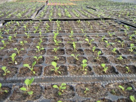 Petunia: growing from seeds at home