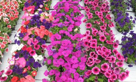 Petunia: growing from seeds at home