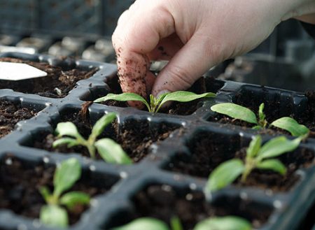 Tomato seedlings growing when sown