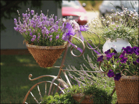 Lavender: growing from seeds at home