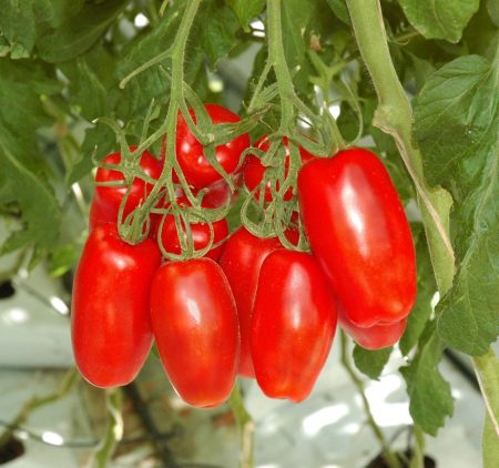 Tomatoes for the South of Russia heat-resistant in 2017