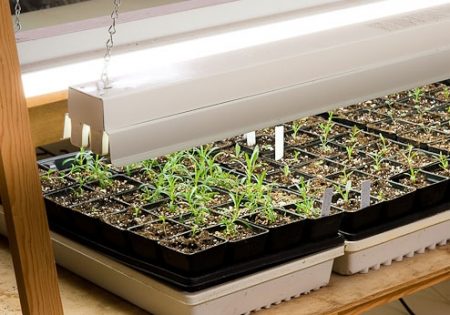 Lighting for seedlings at home