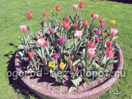 Cvjetni tulipani: opis s fotografijom, uzgoj, reprodukcija