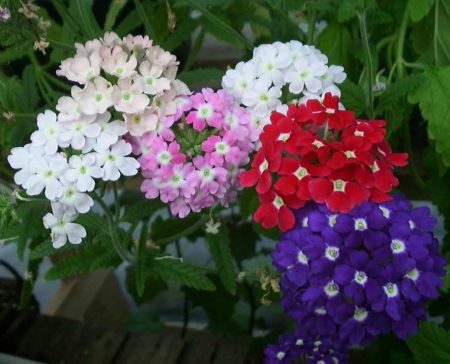 verbena seed cultivation