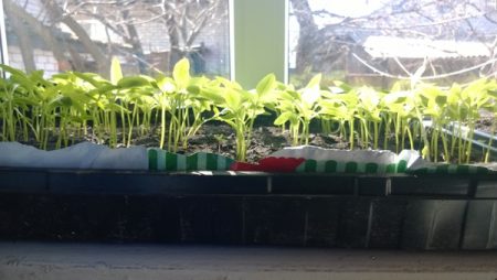 Lighting for seedlings at home