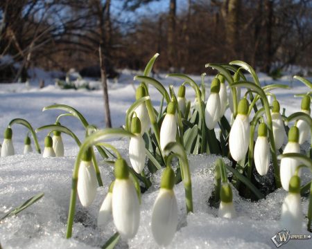 What will be the spring of 2016: early or late