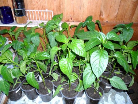 Favorable days for planting pepper in 2016