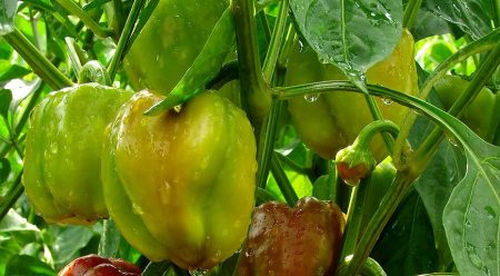 Favorable days for planting pepper seedlings