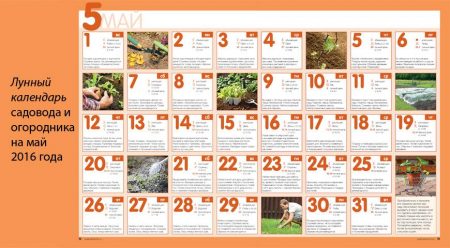 Favorable days for planting seedlings of flowers