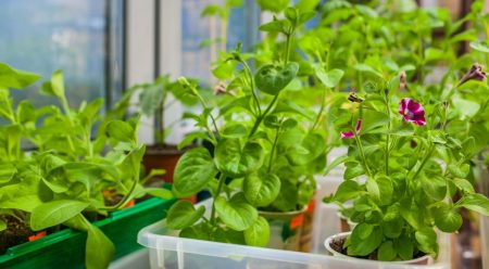 Favorable days for planting seedlings of flowers in 2016