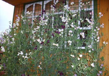 Sweet pea annual