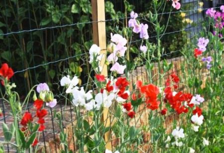 Sweet pea annual growing from seeds
