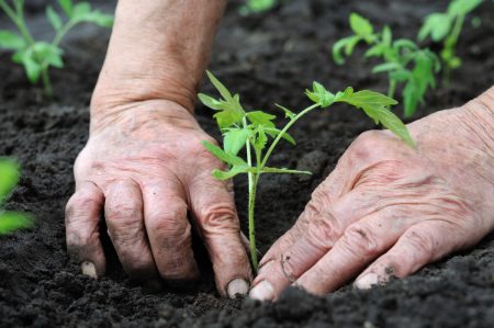 Gardener calendar for 2016, planting days for Moscow region