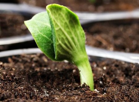 When to plant pumpkin for seedlings in 2016