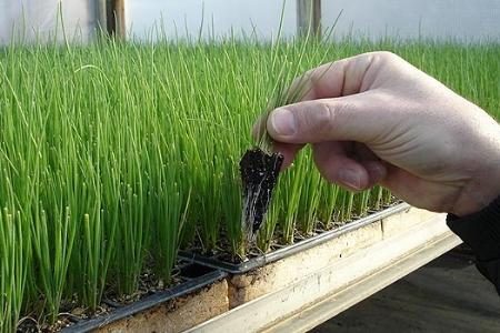 When to plant leek on seedlings in 2017