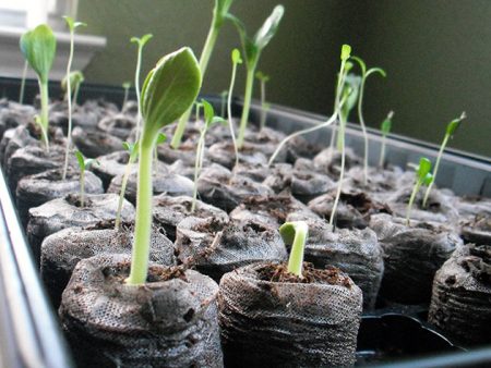 Lunar calendar for planting flower seeds for seedlings in 2016