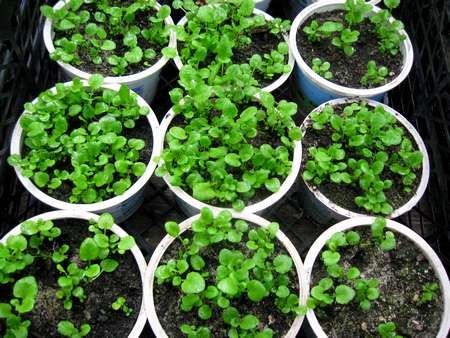 When to plant lobelia for seedlings in 2017