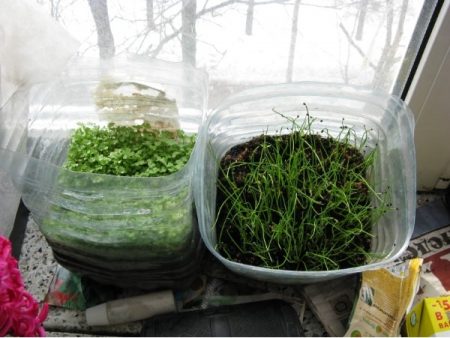 growing onions leek seedlings at home