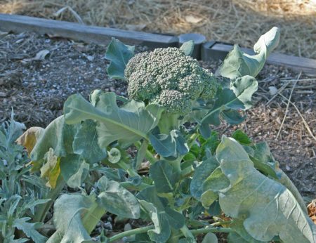 growing broccoli seedlings 2017