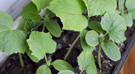 growing cucumber seedlings