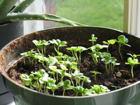 planting basil seedlings