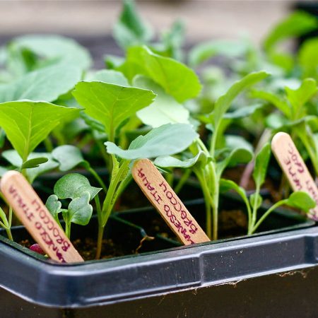 planting broccoli seedlings