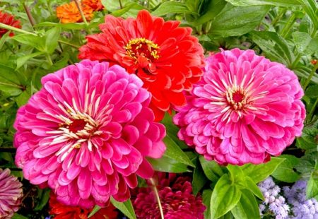 planting zinnia on seedlings