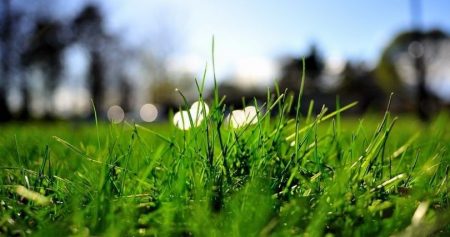 lawn without weeds