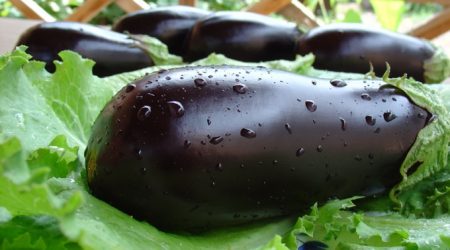 When to plant eggplant for seedlings in 2017 according to the lunar calendar