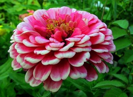 how to grow zinnia