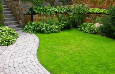 Lawn grass that destroys weeds