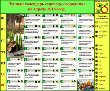 when to plant pepper 2016