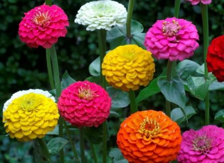 when to plant zinnia for seedlings in 2016