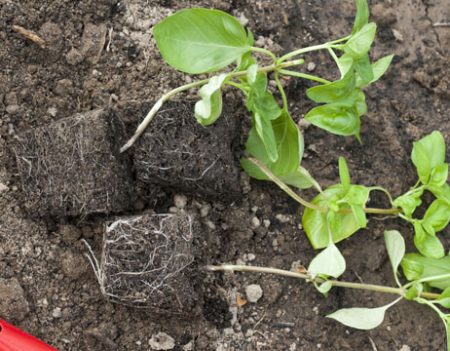 Propagation of basil seedlings. To be continued. Landing in the ground.
