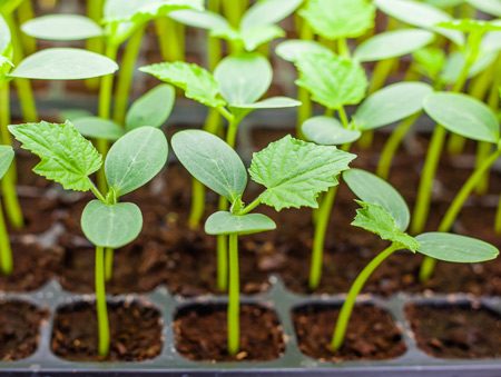 cucumber seedlings