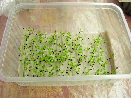 flower seedlings at home