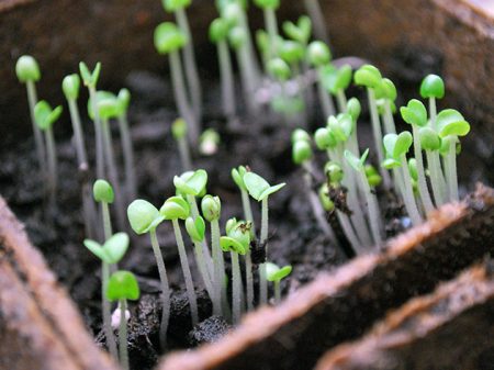 lunar seedlings