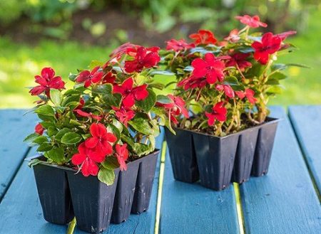 seedlings of flowers planting seeds