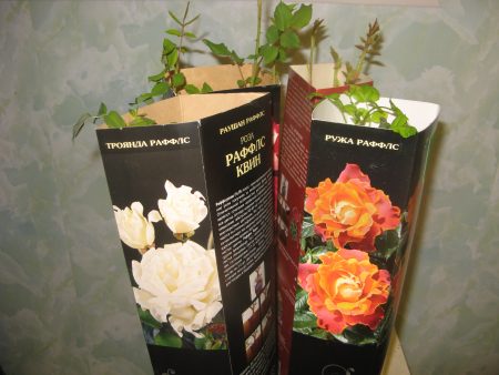 preservation of rose seedlings until March