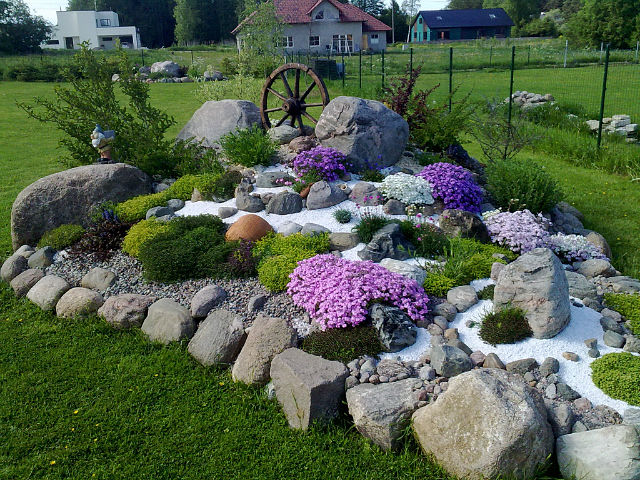alpine flowers