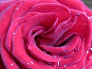 Propagation of roses by cuttings at home