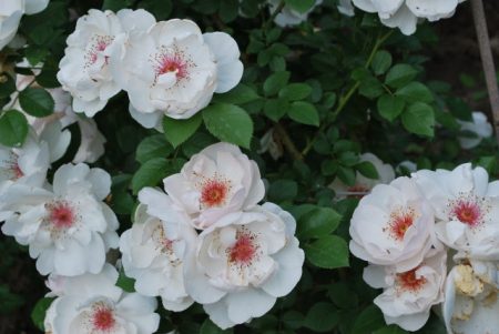 Weaving rose 