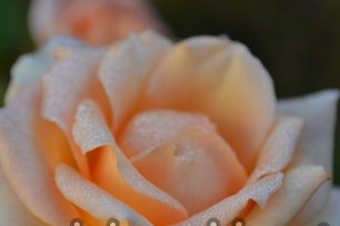How to grow a rose from a bouquet at home in potatoes