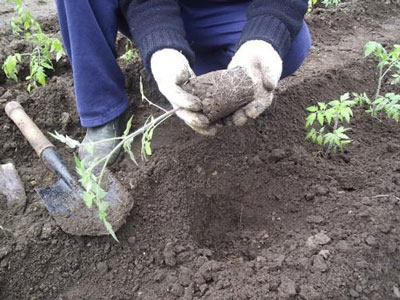 Folk recipes for feeding tomatoes and peppers