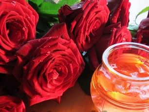 Propagation of roses by cuttings