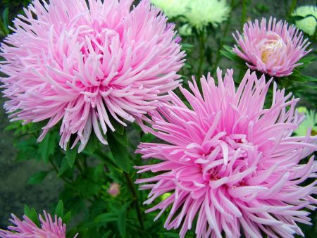 Astra: growing from seeds, when to plant