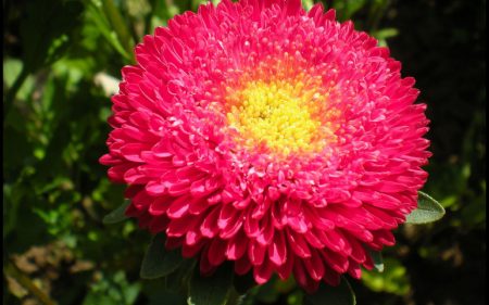 Astra: growing from seeds, when to plant