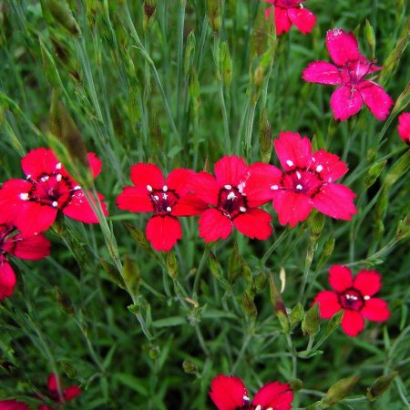 Clove grass