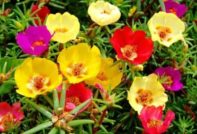 Purslane Seed Growing