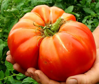The best varieties of tomatoes of Siberian selection: characteristics and photos